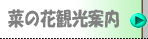 菜の花案内
